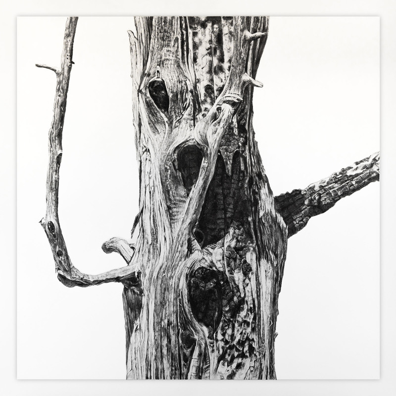 Portrait of the Apocalypse 3, 2024, 39” X 39“, charcoal on paper