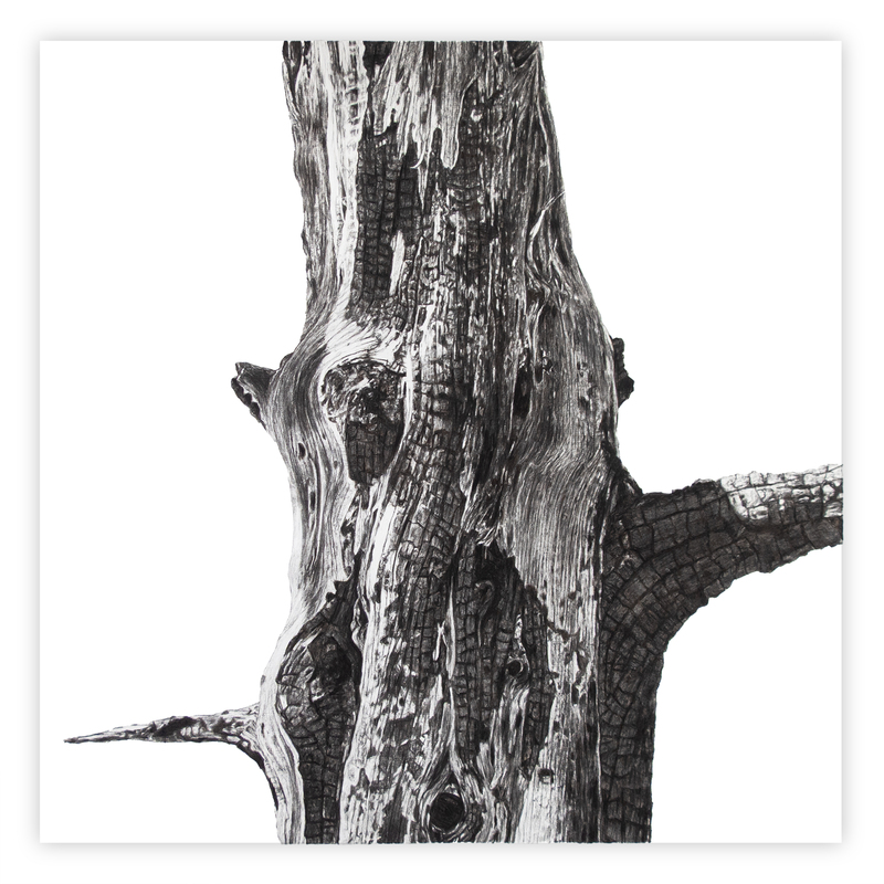 Portrait of the Apocalypse 2, 2023, 39” X 39“, charcoal on paper