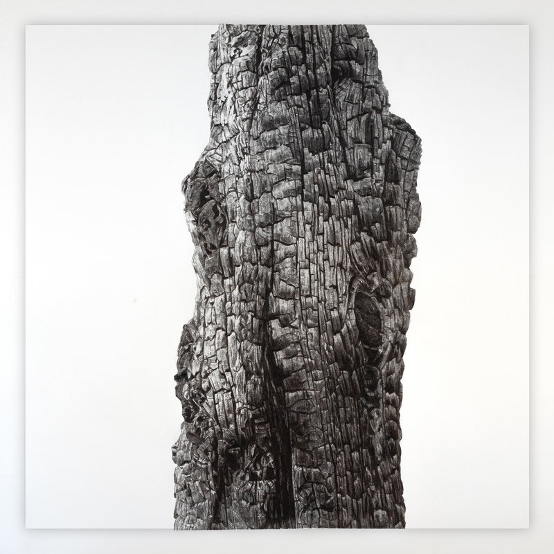 Portrait of the Apocalypse 4, 2025, 39” X 39“, charcoal on paper